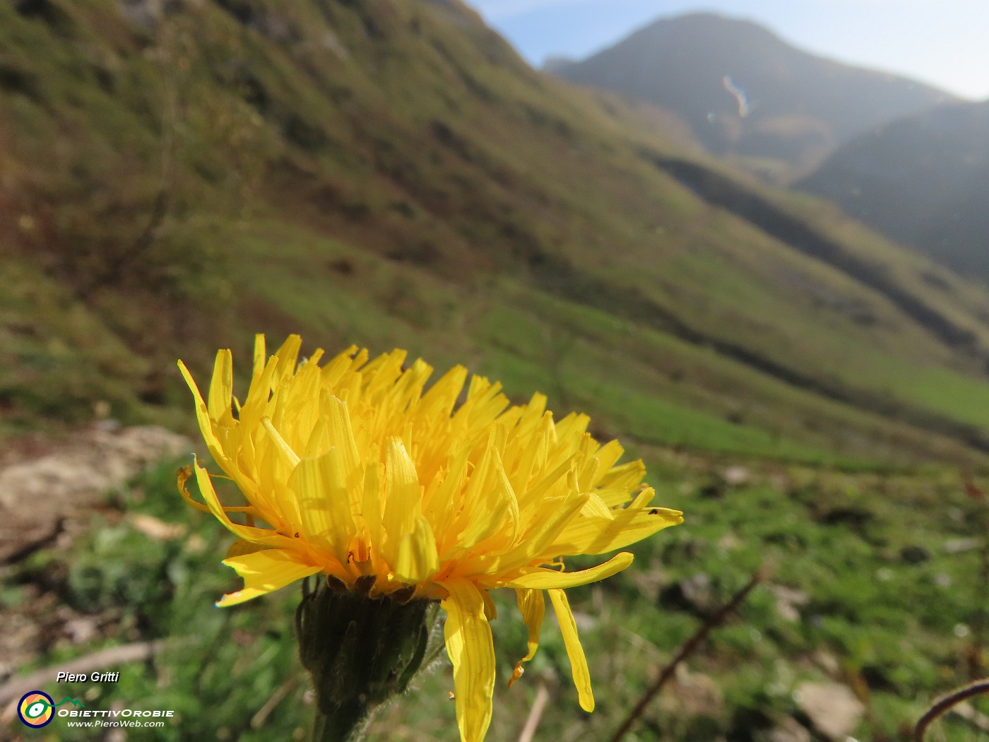 15 Noi fiori gialli splendiamo anche a inizio autunno .JPG